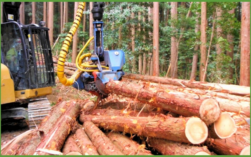 林業の仕事の様子